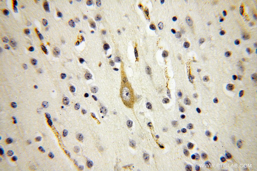 SQRDL Polyclonal antibody