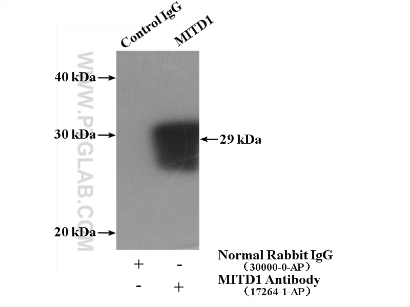 MITD1 Polyclonal antibody