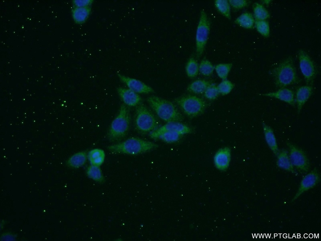 SNAPC5 Polyclonal antibody