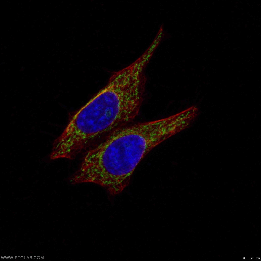 MRPS27 Polyclonal antibody