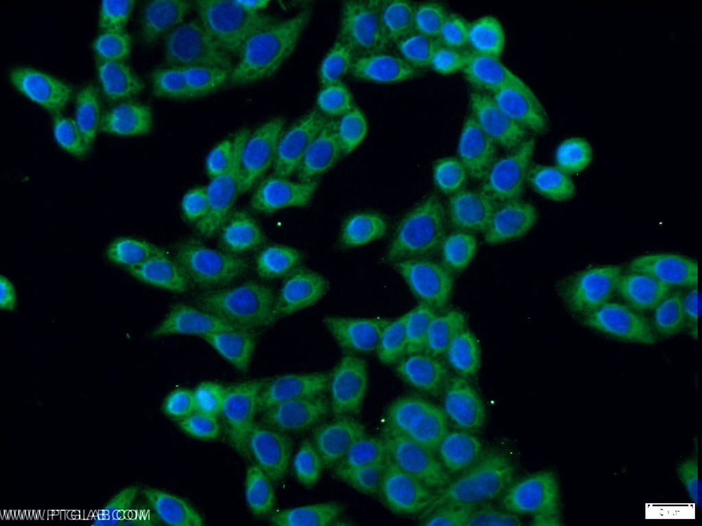 ERLIN1 Polyclonal antibody