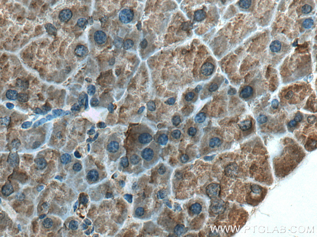 ZG16 Polyclonal antibody