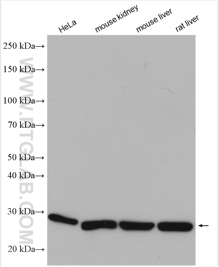 CMBL Polyclonal antibody
