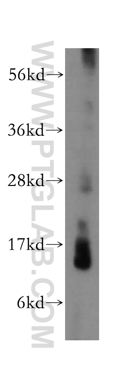 LYZL4 Polyclonal antibody