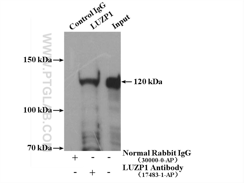 LUZP1 Polyclonal antibody