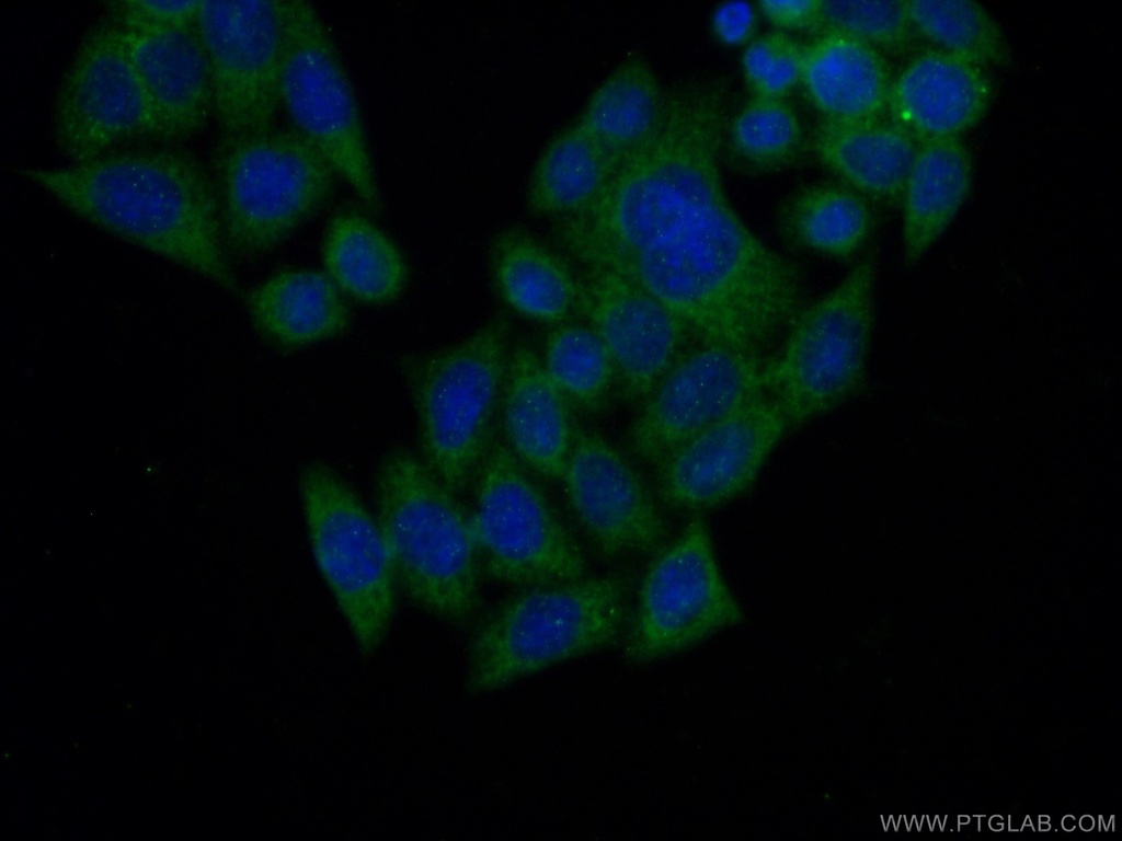 NUDT12 Polyclonal antibody