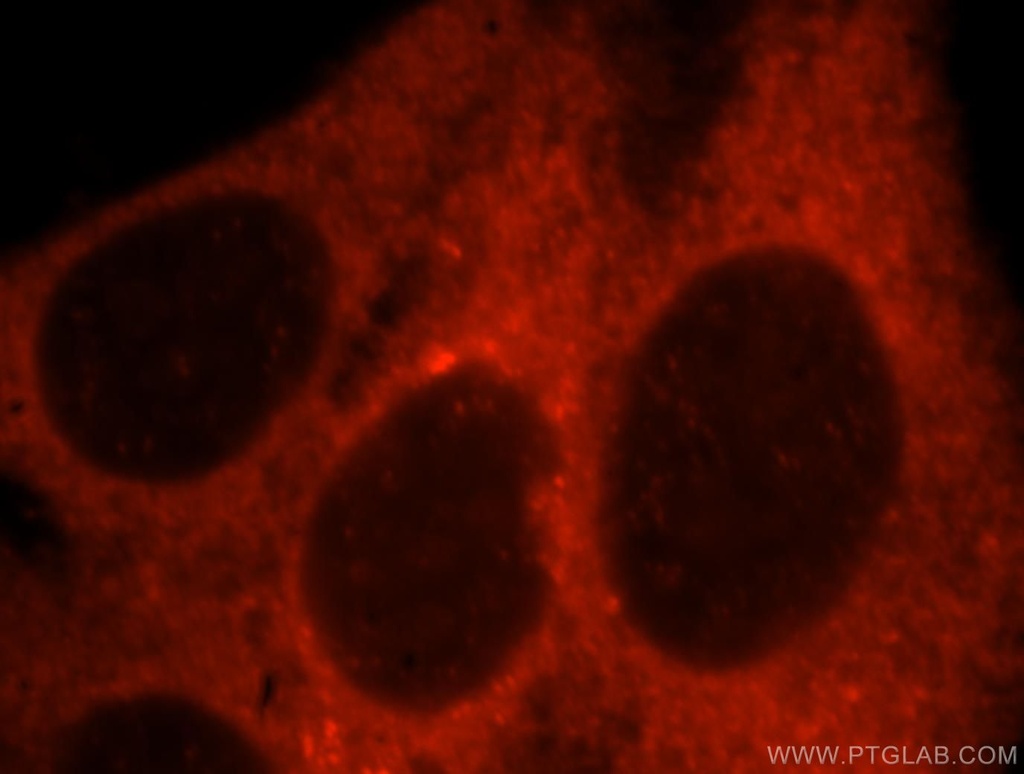 GUF1 Polyclonal antibody