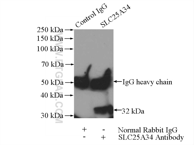 SLC25A34 Polyclonal antibody