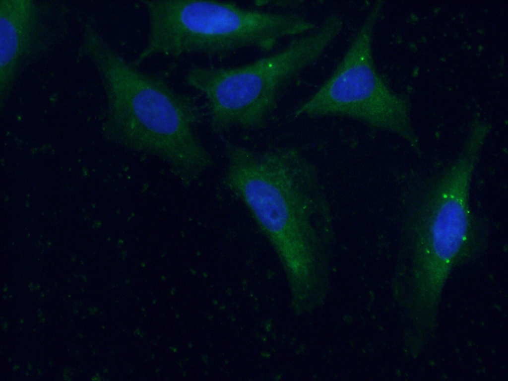 Sur-8 Polyclonal antibody