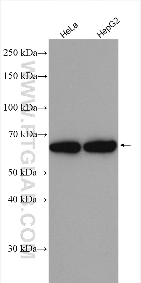 THNSL2 Polyclonal antibody