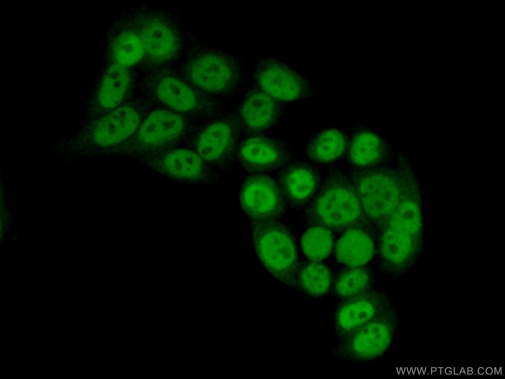 GTF3C4 Polyclonal antibody
