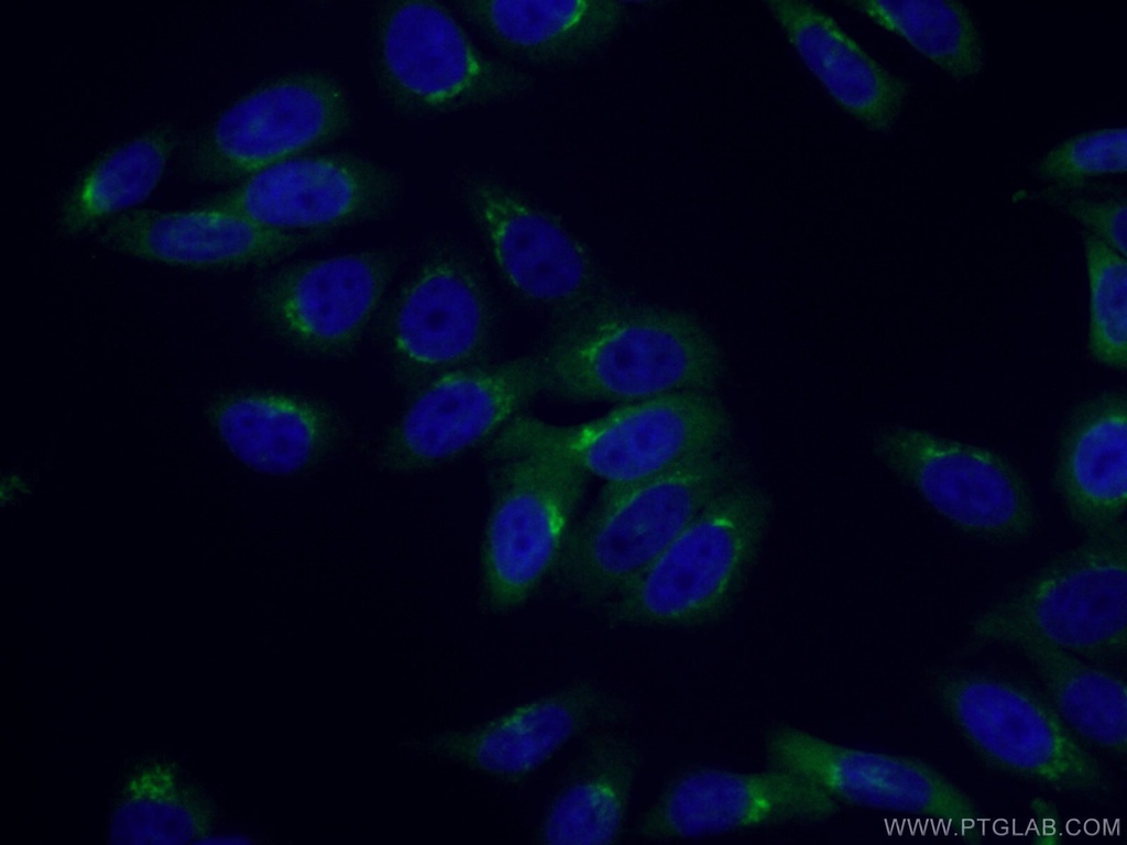 Arfaptin-1 Polyclonal antibody