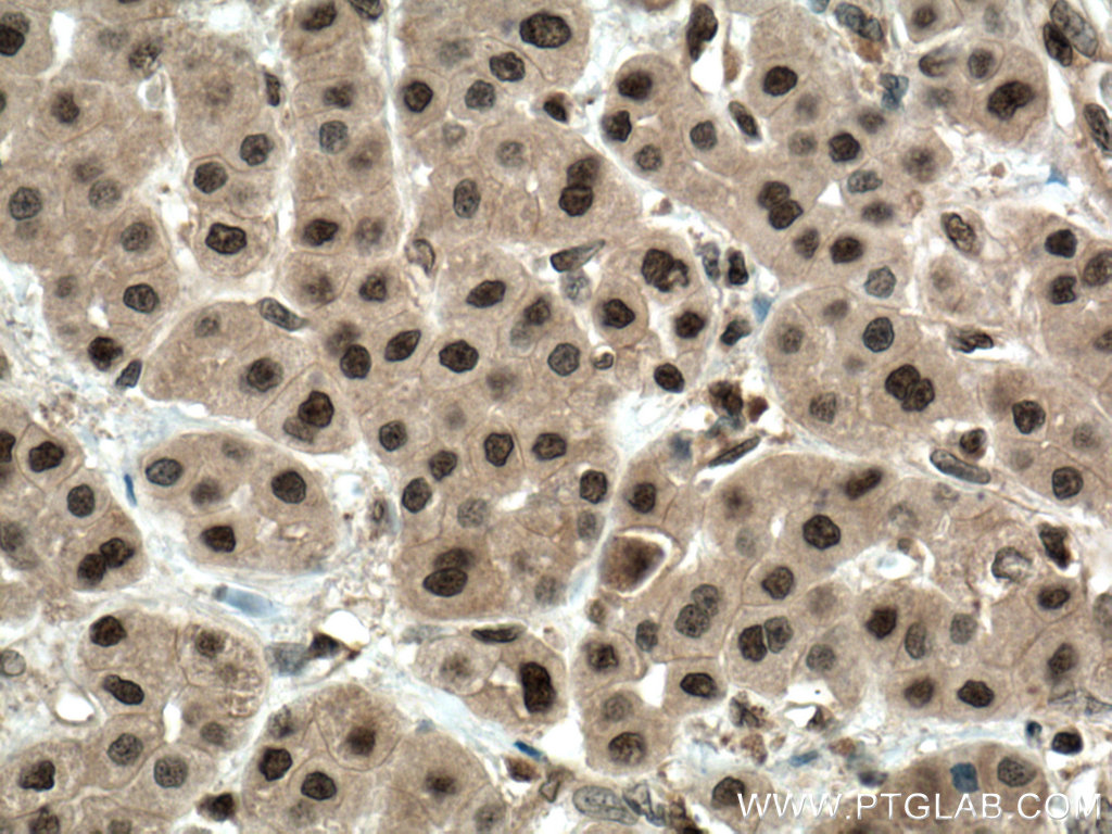 ENOPH1 Polyclonal antibody