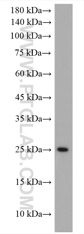 Claudin 9 Polyclonal antibody