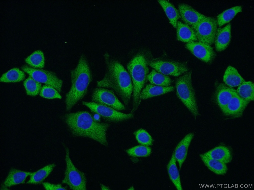 NUFIP2 Polyclonal antibody