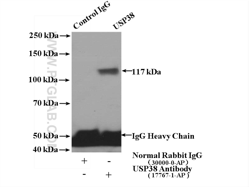 USP38 Polyclonal antibody