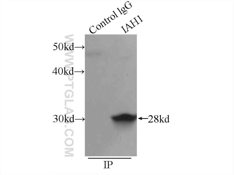 IAH1 Polyclonal antibody