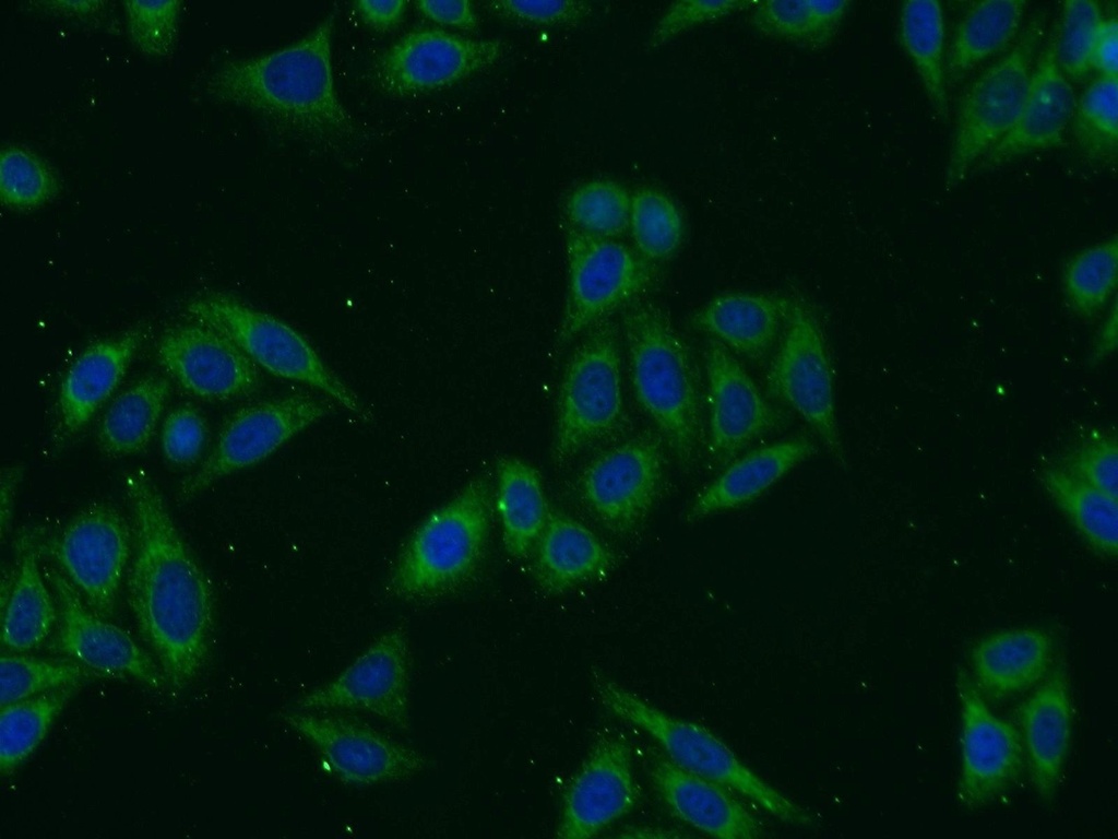 Syntaxin 17 Polyclonal antibody