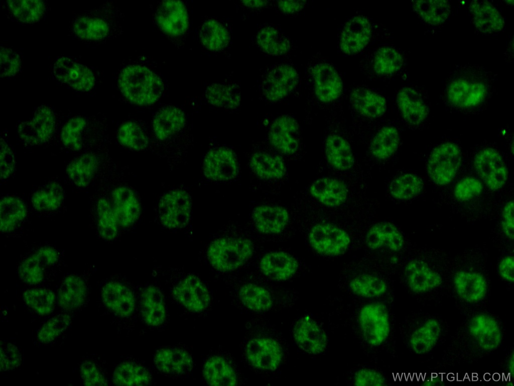THOC7 Polyclonal antibody