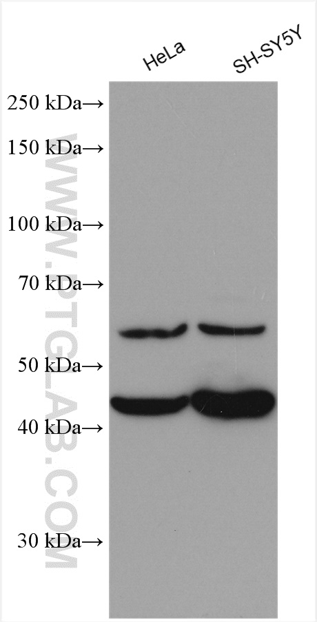 PTPRR Polyclonal antibody