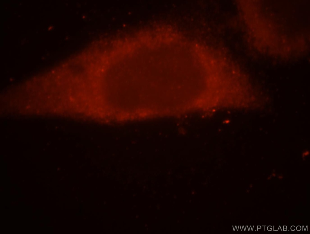 SRP54 Polyclonal antibody