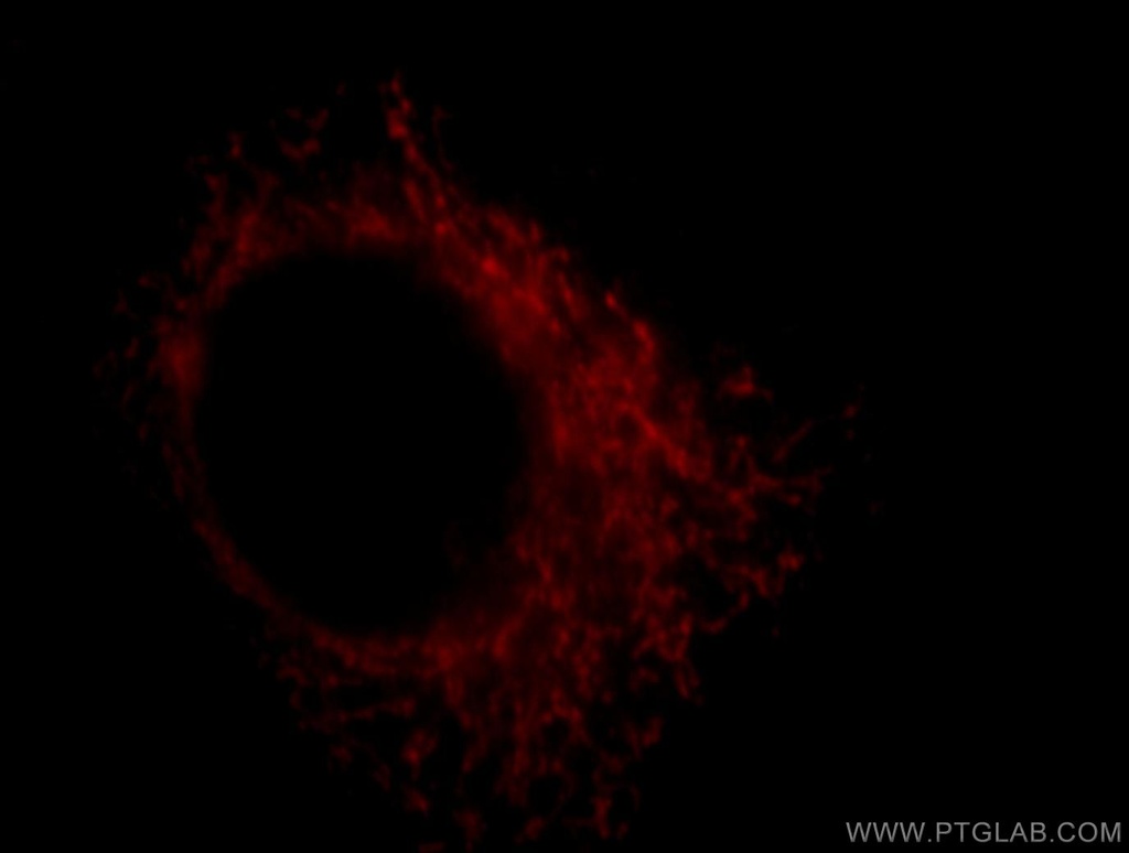 COX18 Polyclonal antibody
