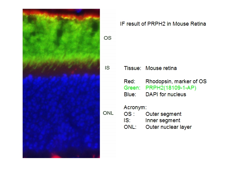 PRPH2 Polyclonal antibody