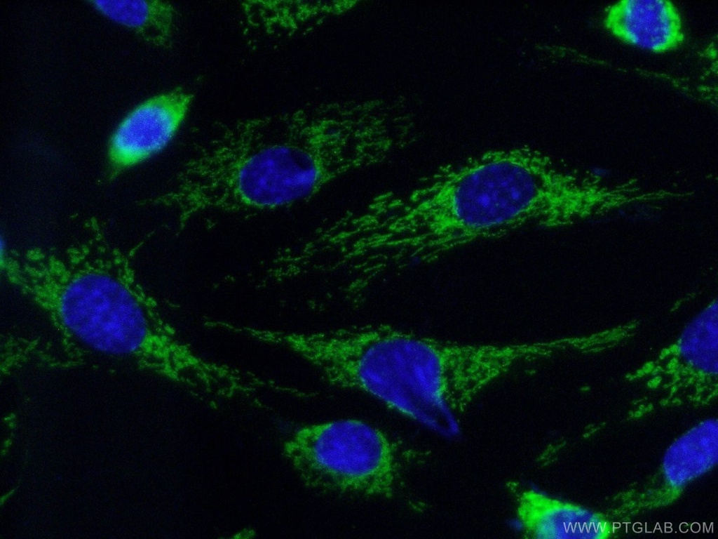 COX7A2 Polyclonal antibody