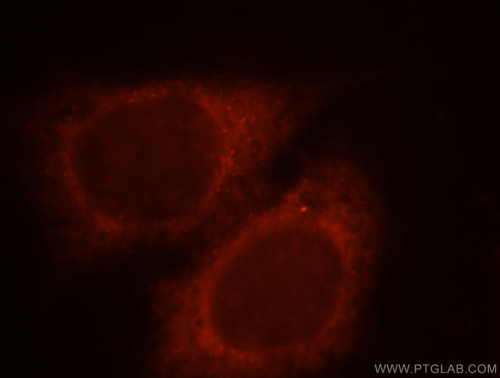 RAB11FIP2 Polyclonal antibody