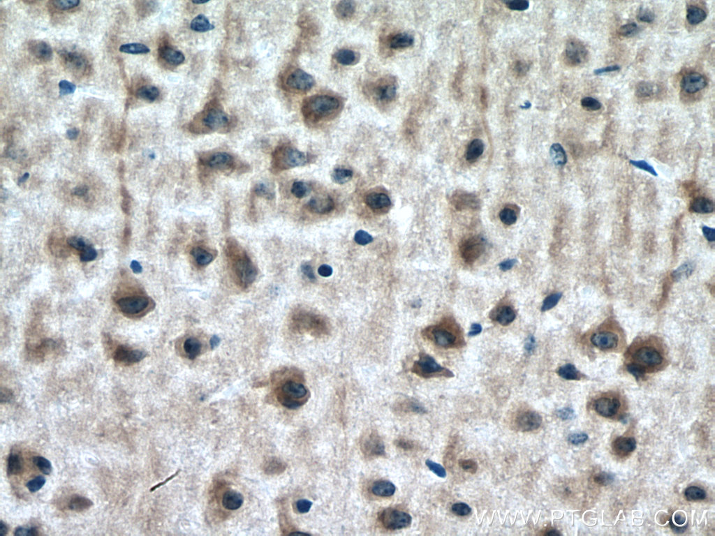 DOCK3; MOCA Polyclonal antibody