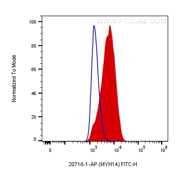 MYH14 Polyclonal antibody