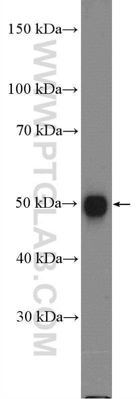 SOX1 Polyclonal antibody