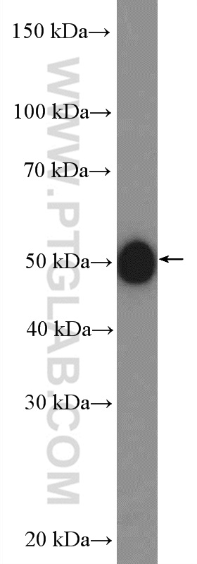 LHX3 Polyclonal antibody