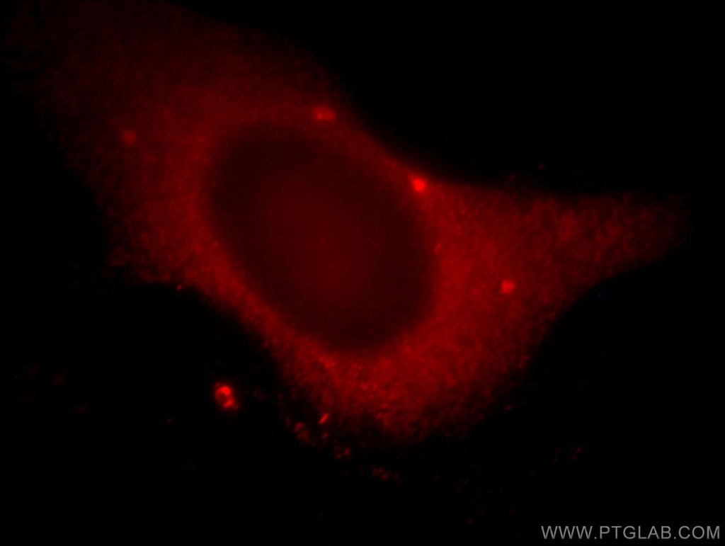 WDR24 Polyclonal antibody