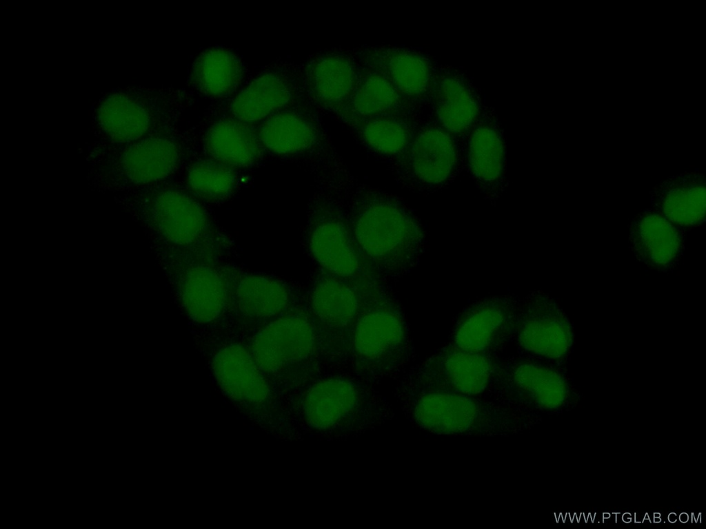 C7orf50 Polyclonal antibody