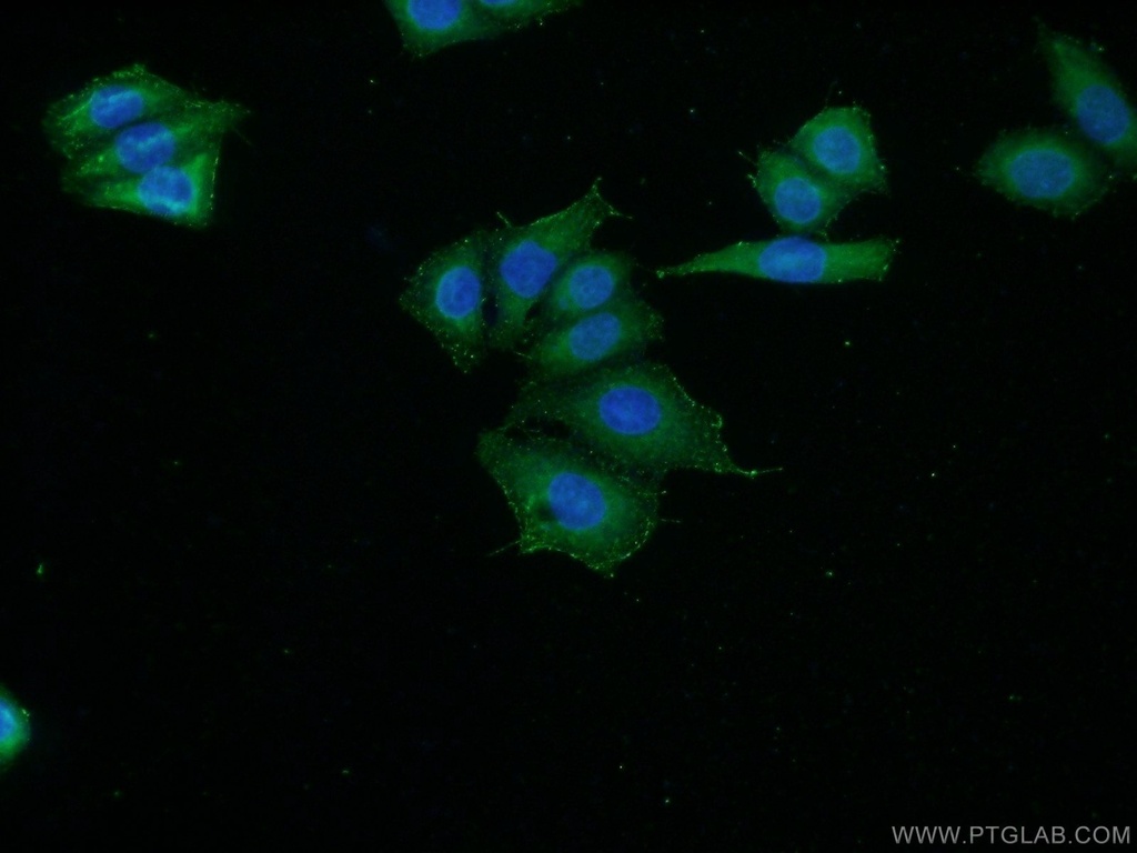 C16orf13 Polyclonal antibody