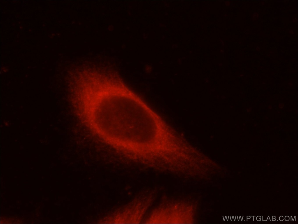 INSC Polyclonal antibody