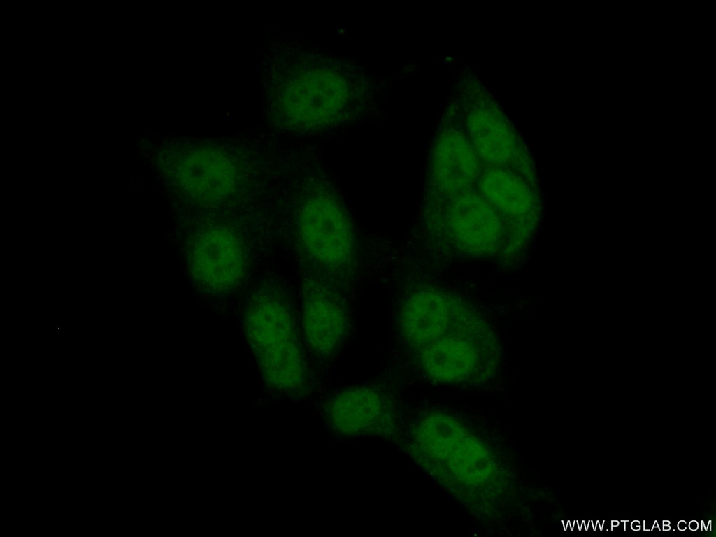 MAZ Polyclonal antibody
