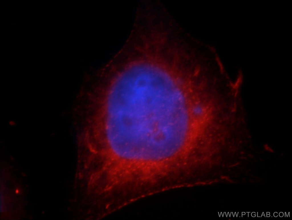 FAM119A Polyclonal antibody