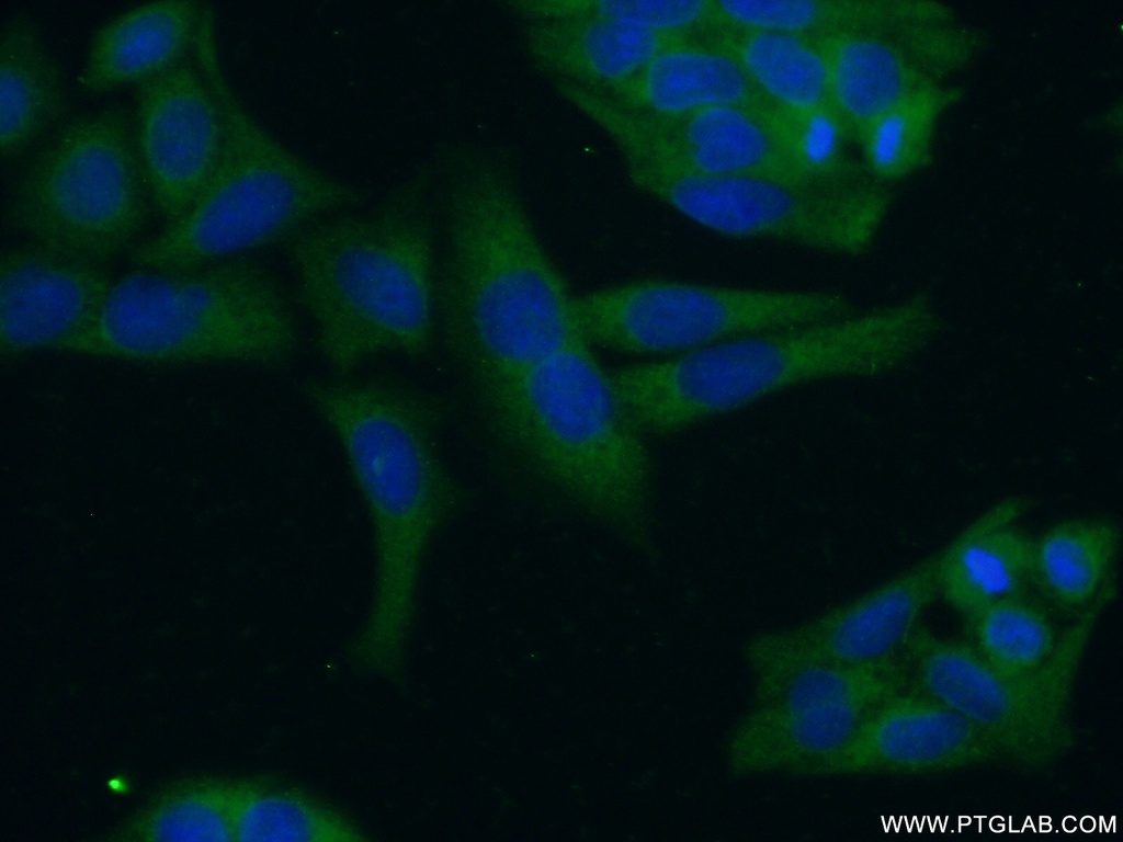 PRAS40 Polyclonal antibody