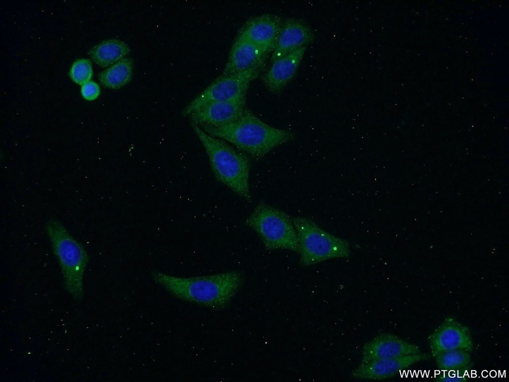 FLJ23584 Polyclonal antibody