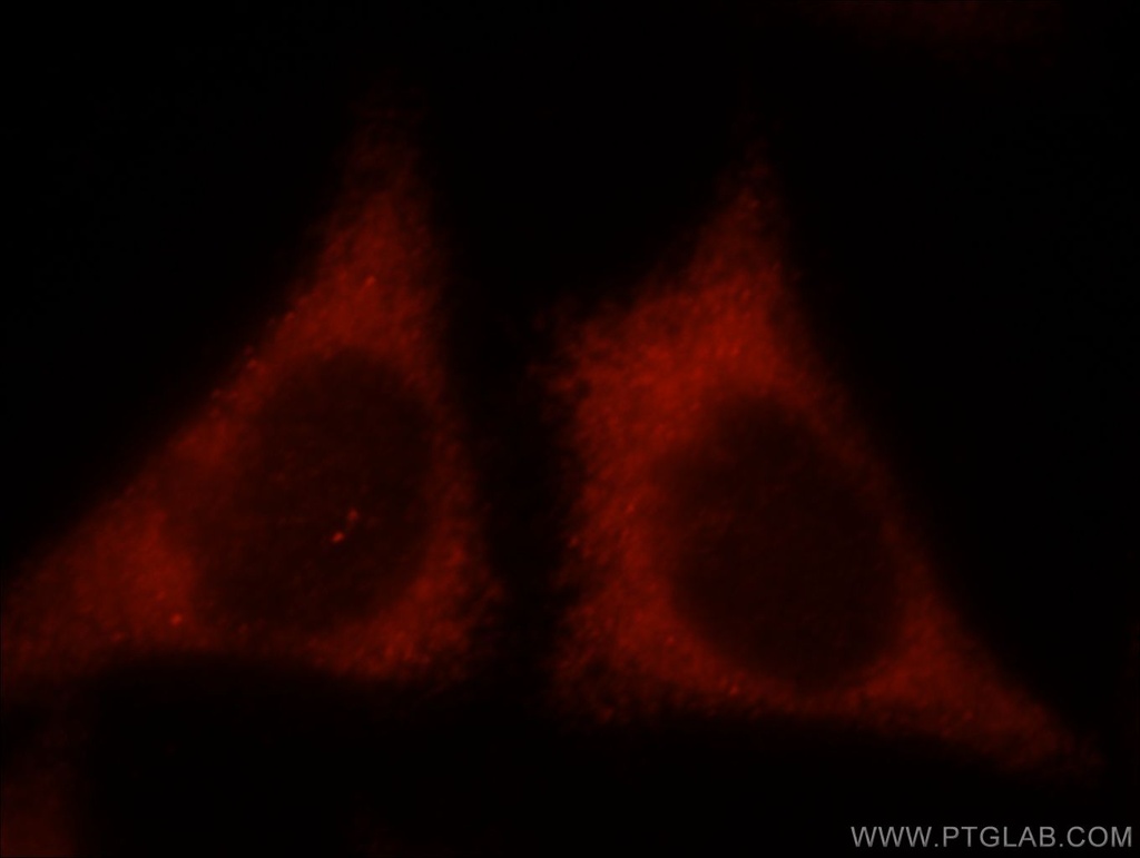 KIR2DS4 Polyclonal antibody