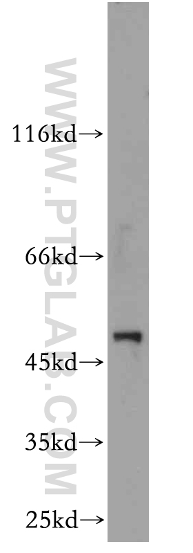 LILRA4 Polyclonal antibody