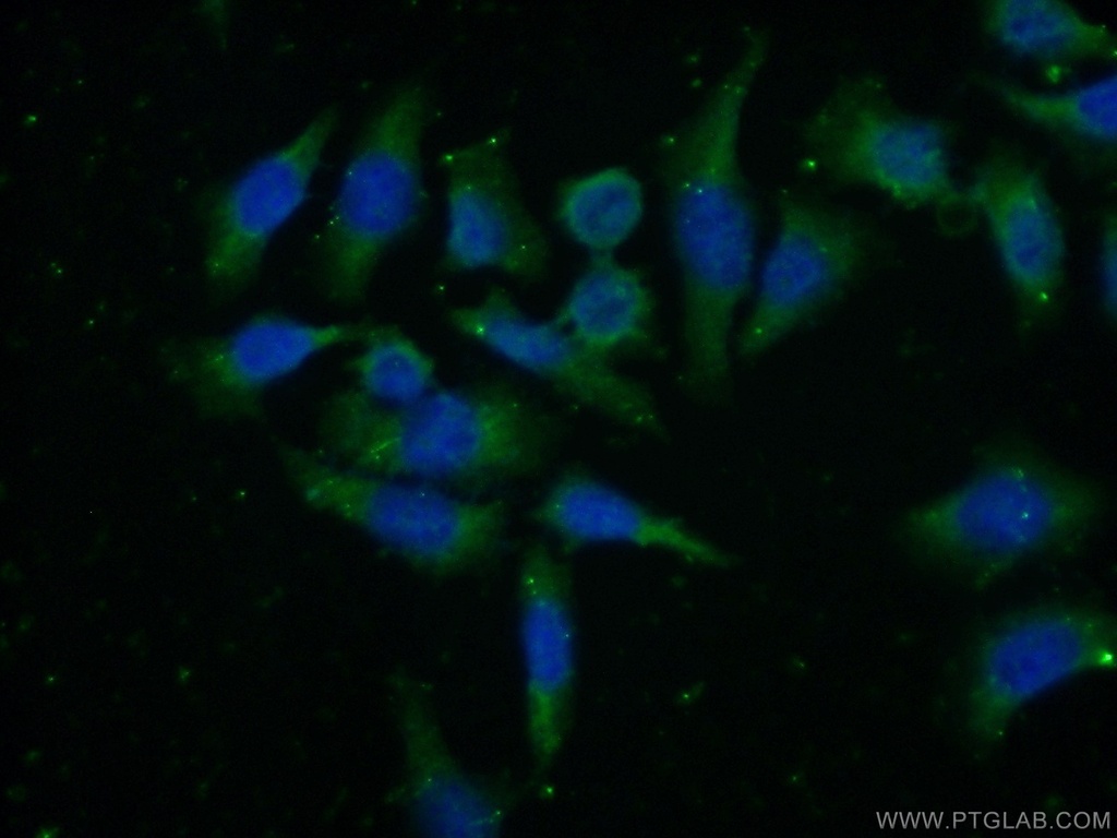 HTR4 Polyclonal antibody