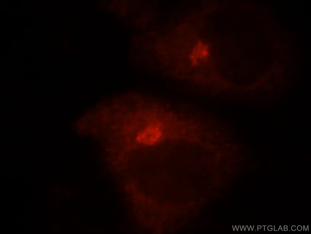 GOLGA3 Polyclonal antibody