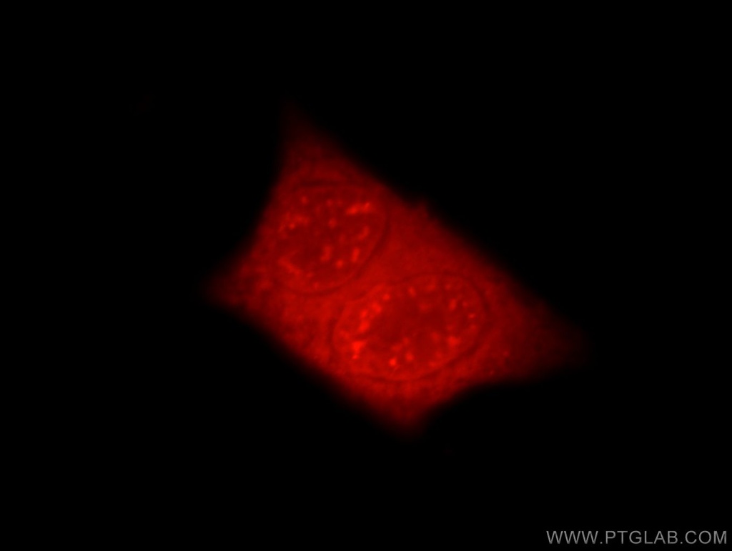 EYA3 Polyclonal antibody