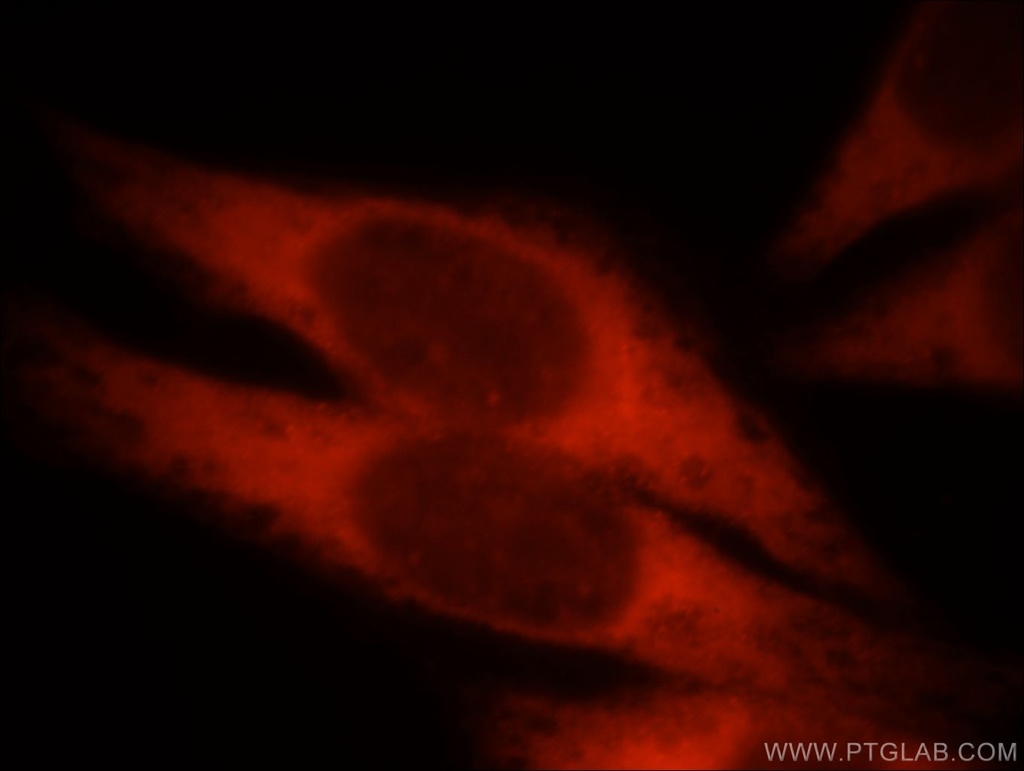KLHL35 Polyclonal antibody
