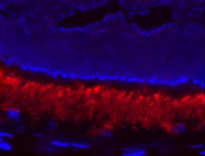 PDE6A Polyclonal antibody