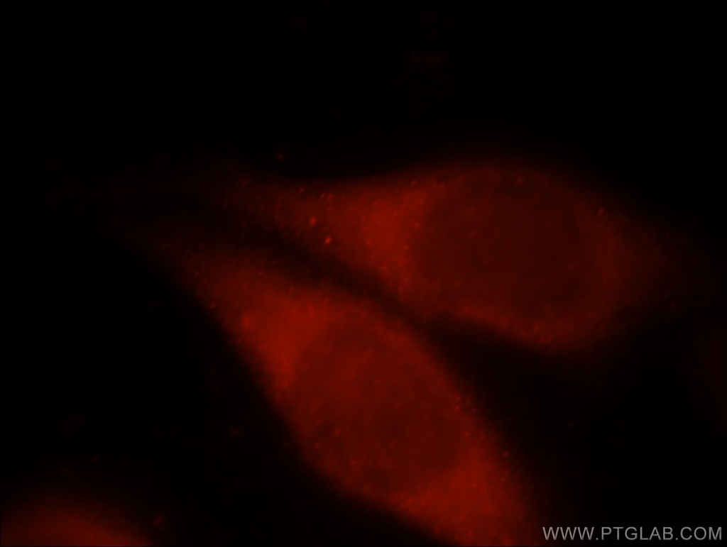 PCDHGB3 Polyclonal antibody