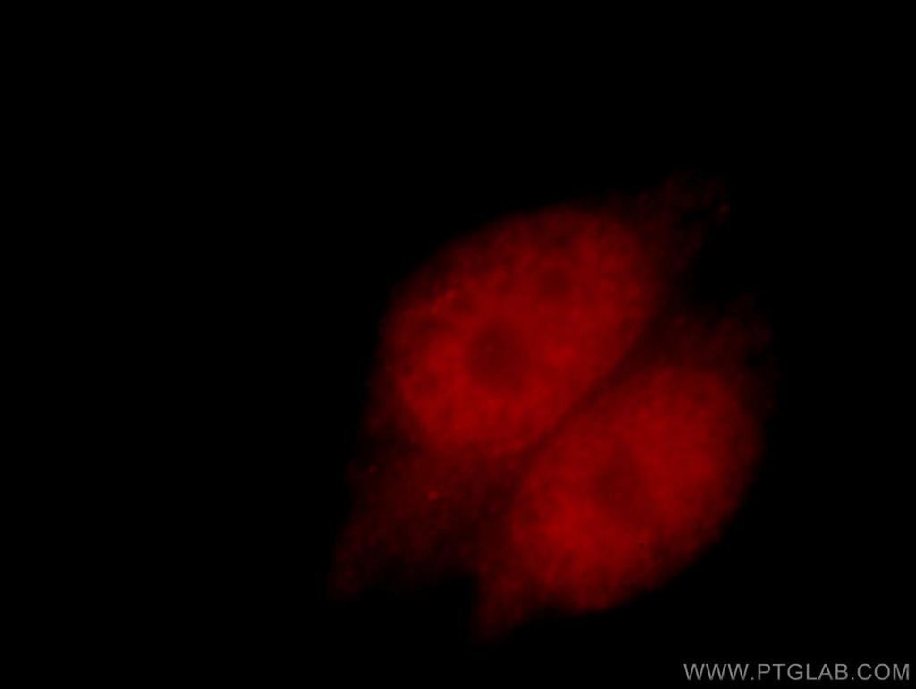 RXRA Polyclonal antibody